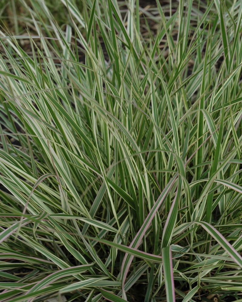 Variegated Reed Grass #1<br><i>Calamagrostis x acutiflora \'Overdam\'</br></i>