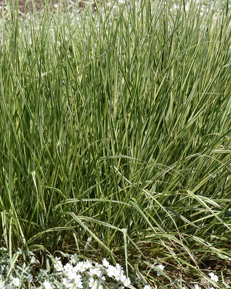 Variegated Reed Grass #1<br><i>Calamagrostis x acutiflora \'Overdam\'</br></i>