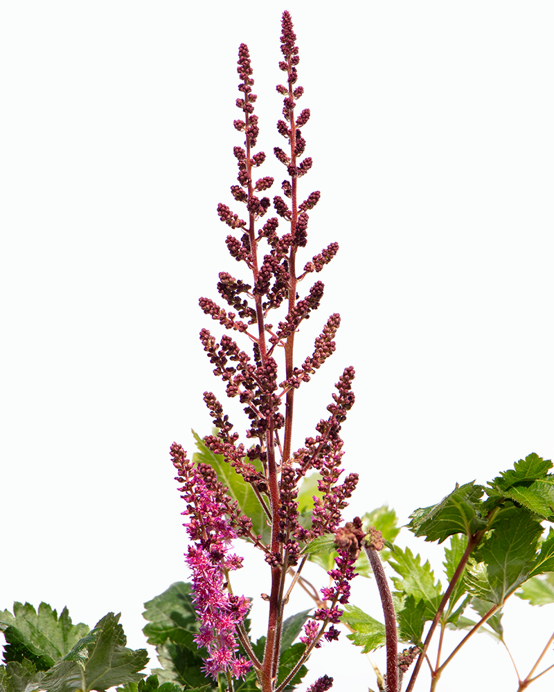 Visions in Red Chinese Astilbe #1<br><i>Astilbe chinensis \'Visions in Red\'</br></i>