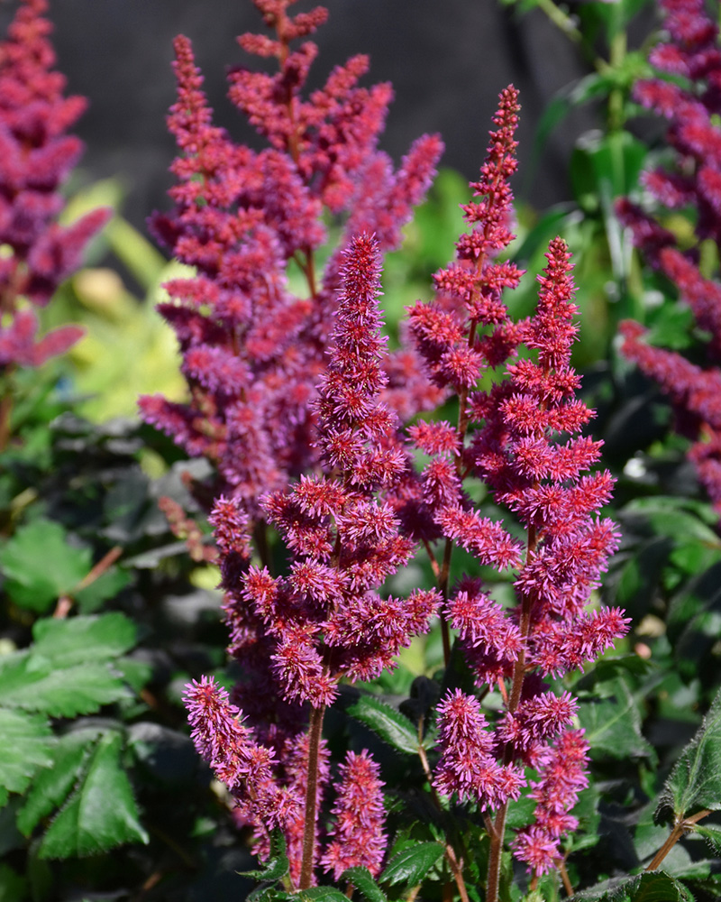 Visions in Red Chinese Astilbe #1<br><i>Astilbe chinensis \'Visions in Red\'</br></i>