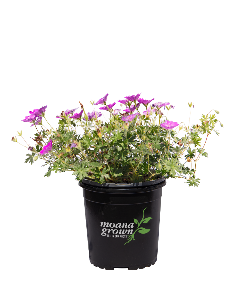 Max Frei Cranesbill #1<br><i>Geranium sanguineum Max Frei</br></i>