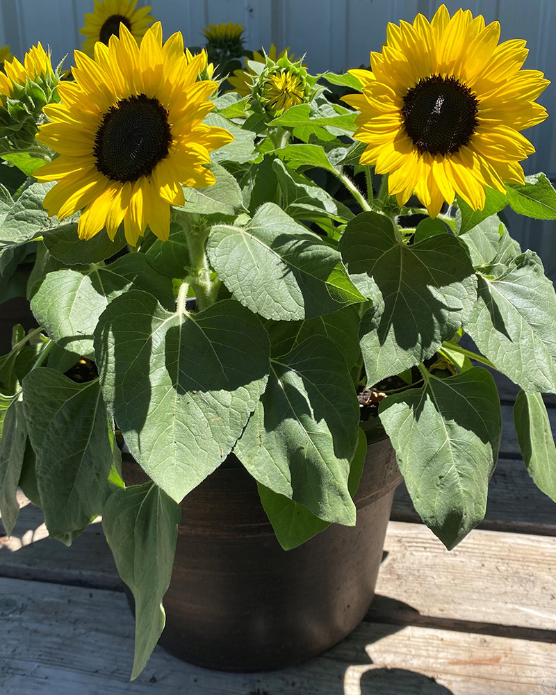 Sunflower Suntastic Yellow with Black Center 12" Patio Pot