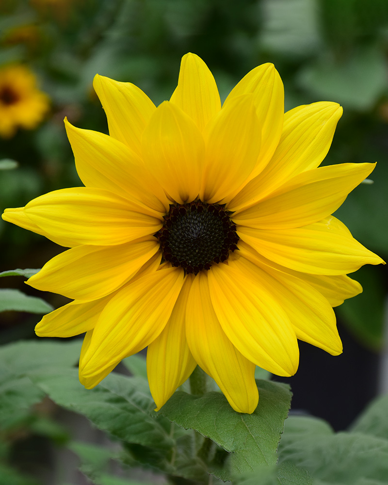 Sunflower Sunfinity Yellow Dark Center 4"