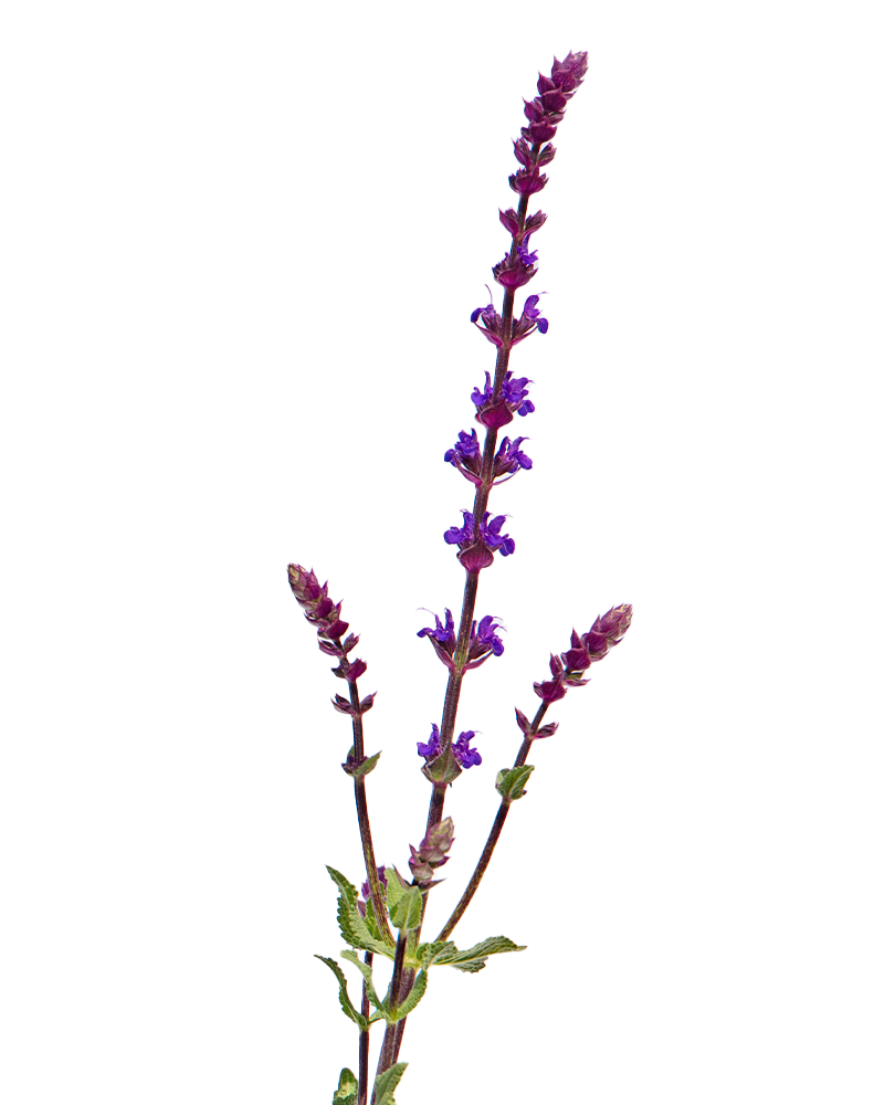 Caradonna Sage #1<br><i>Salvia x sylvestris \'Caradonna\'</br></i>