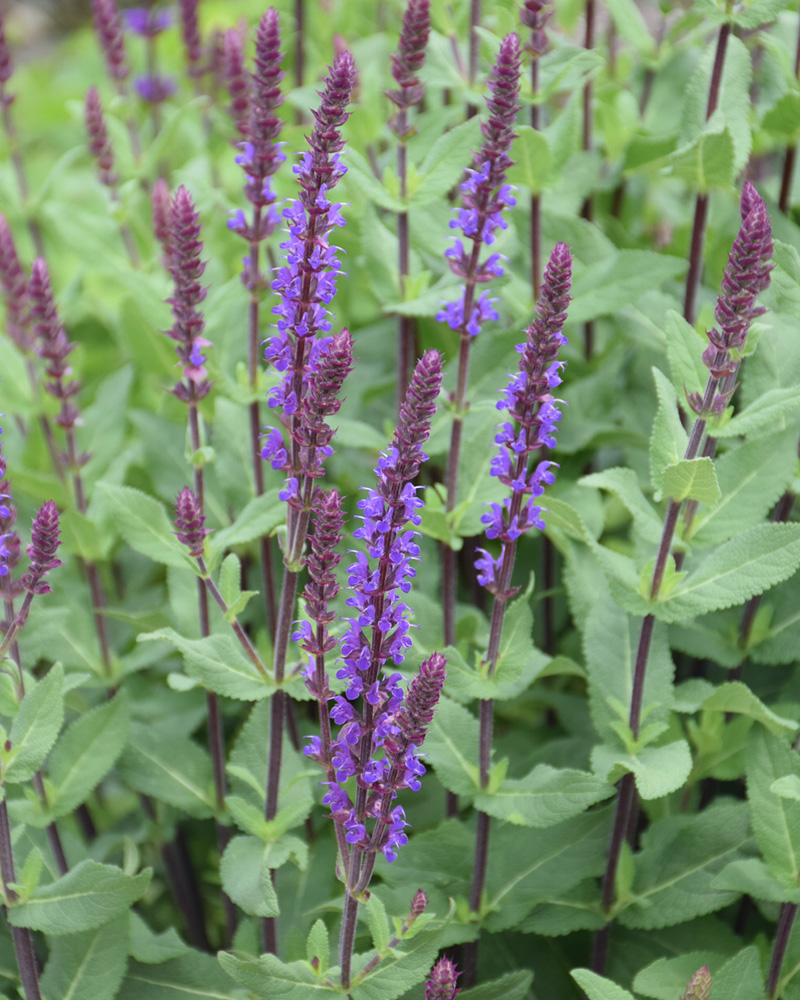 Caradonna Sage #1<br><i>Salvia x sylvestris \'Caradonna\'</br></i>