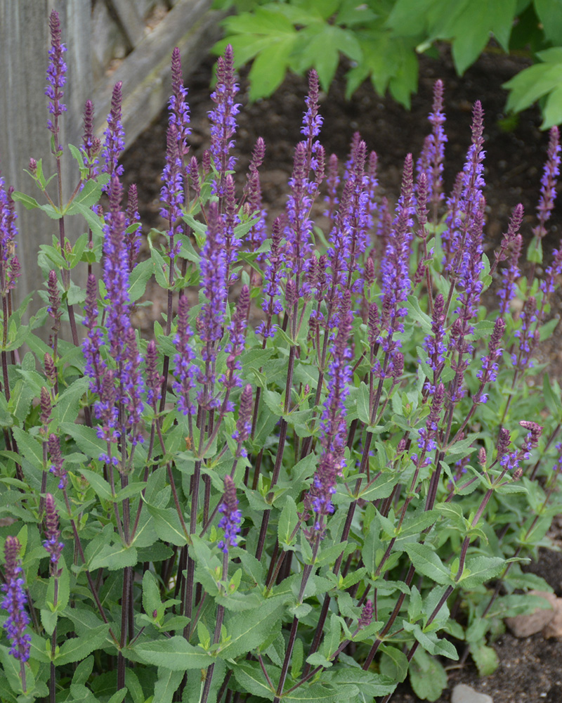 Caradonna Sage #1<br><i>Salvia x sylvestris \'Caradonna\'</br></i>