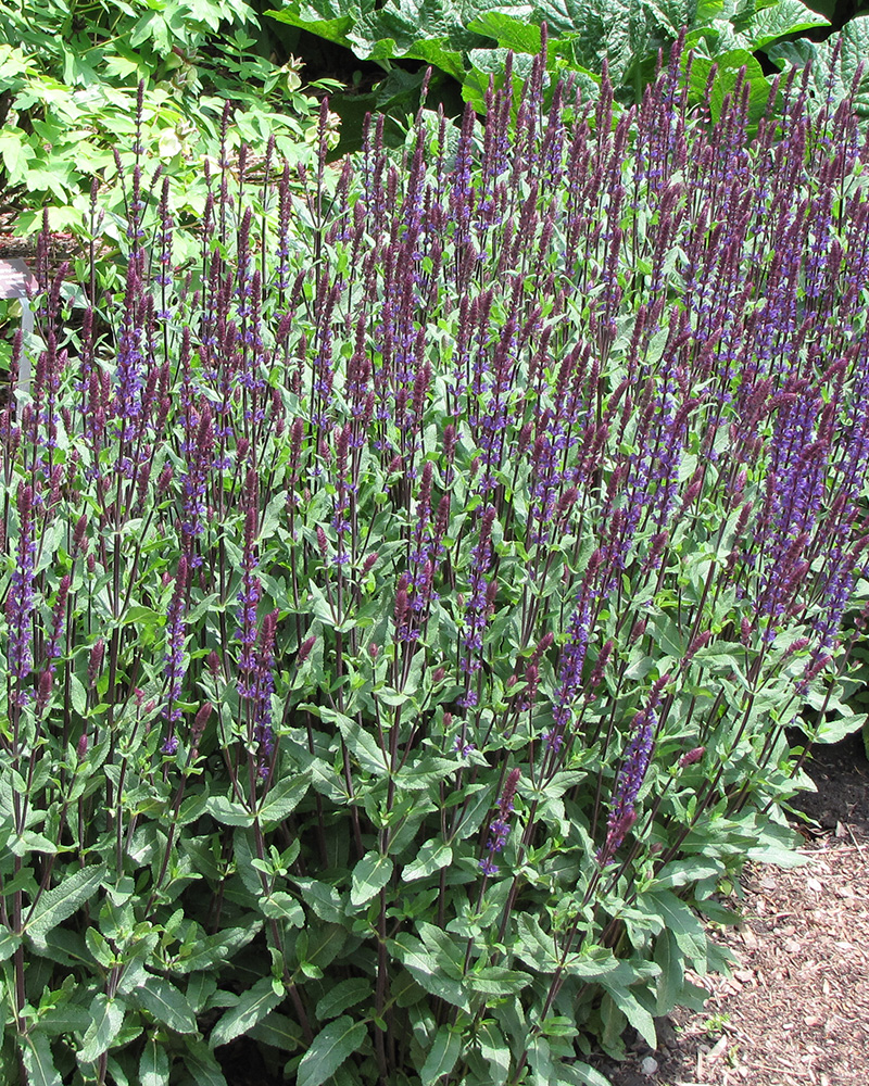 Caradonna Sage #1<br><i>Salvia x sylvestris \'Caradonna\'</br></i>