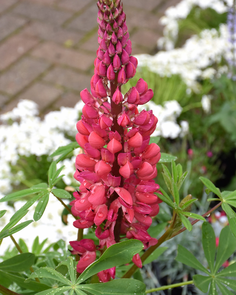 Westcountry� Red Rum Lupine #1<br><i>Lupinus 'Red Rum'</br></i>