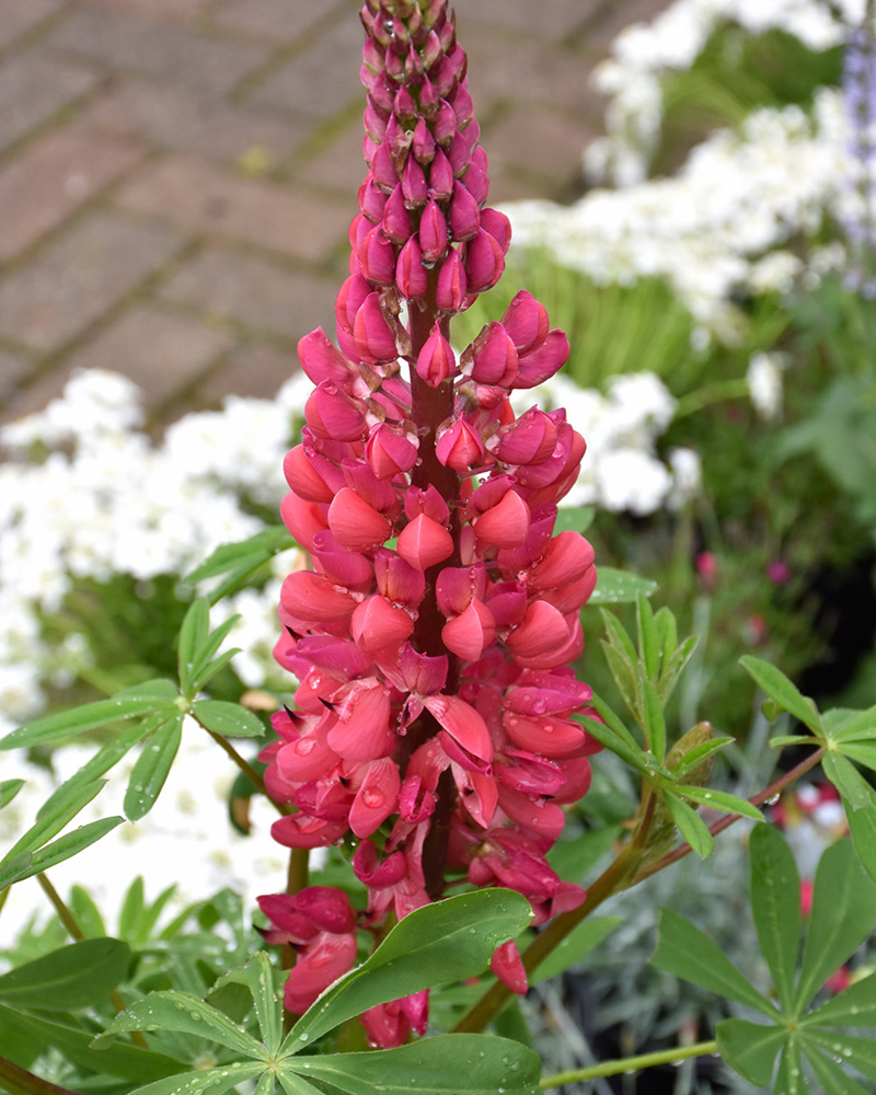 Westcountry Red Rum Lupine #1<br><i>Lupinus 'Red Rum'</br></i>