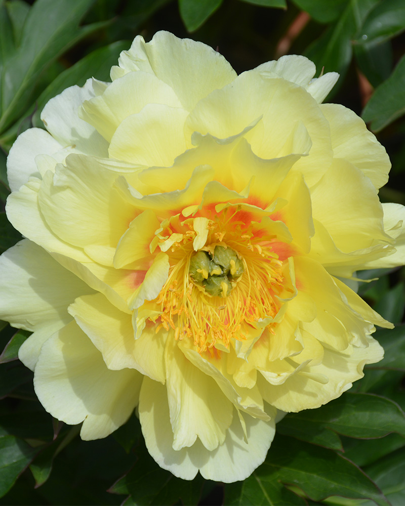 Bartzella Peony #5<br><i>Paeonia 'Bartzella'</br></i>