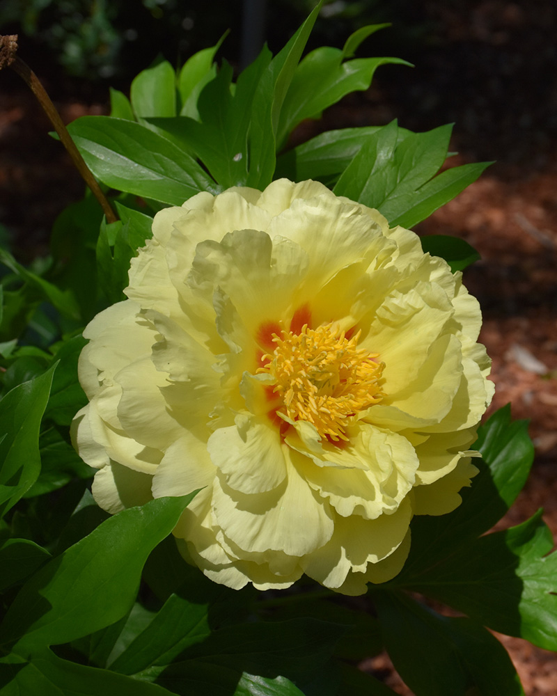 Bartzella Peony #5<br><i>Paeonia \'Bartzella\'</br></i>