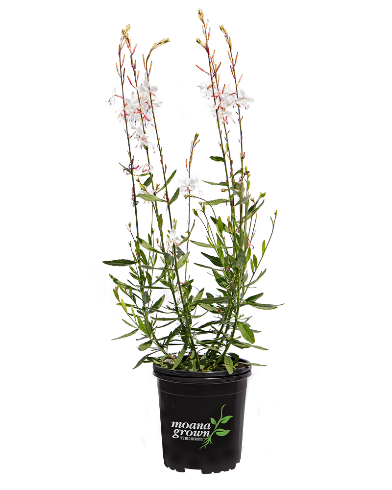 Whirling Butterflies Gaura #1<br><i>Gaura lindheimeri Whirling Butterflies</br></i>