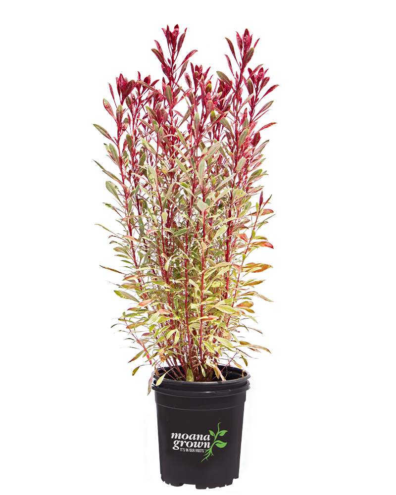 Passionate Rainbow Gaura #1<br><i>Gaura lindheimeri Passionate Rainbow</br></i>