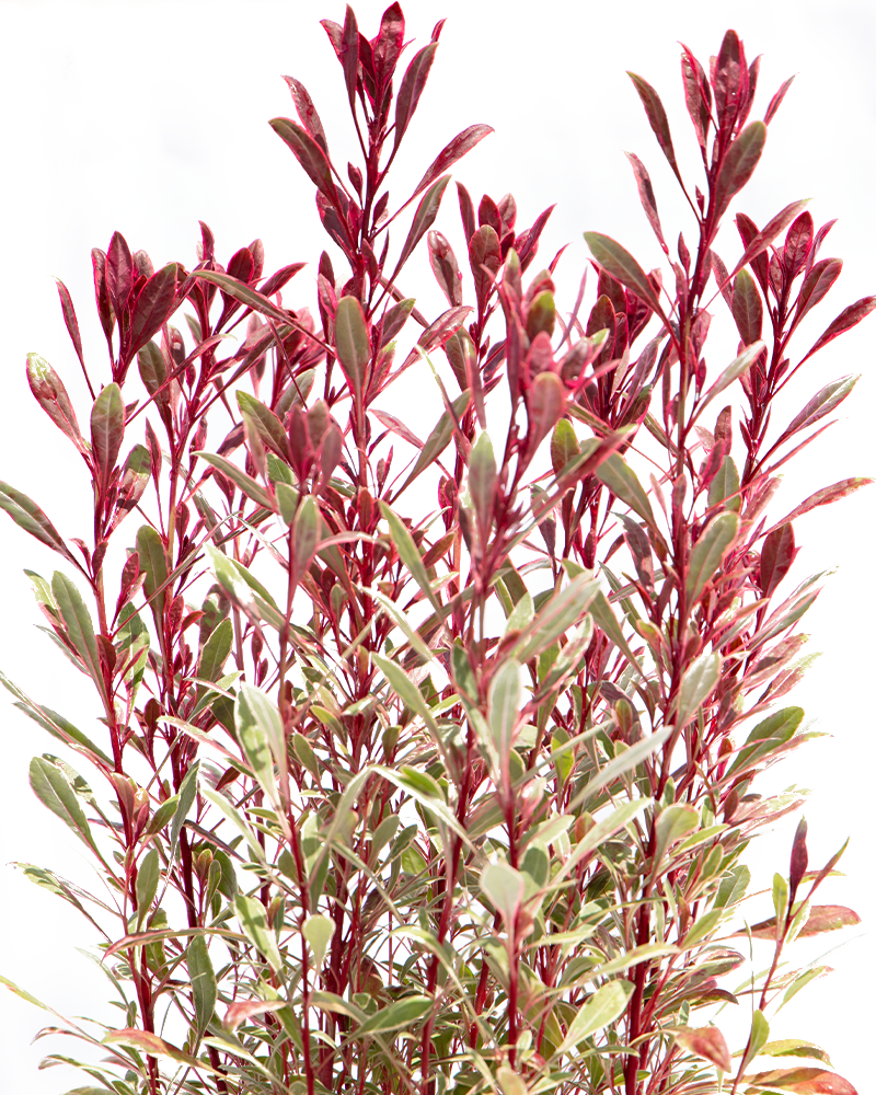 Passionate Rainbow Gaura #1<br><i>Gaura lindheimeri Passionate Rainbow</br></i>