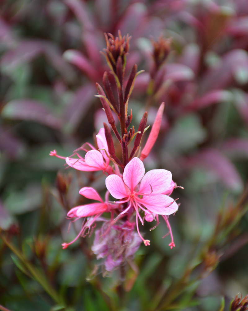 Passionate Rainbow Gaura #1<br><i>Gaura lindheimeri Passionate Rainbow</br></i>