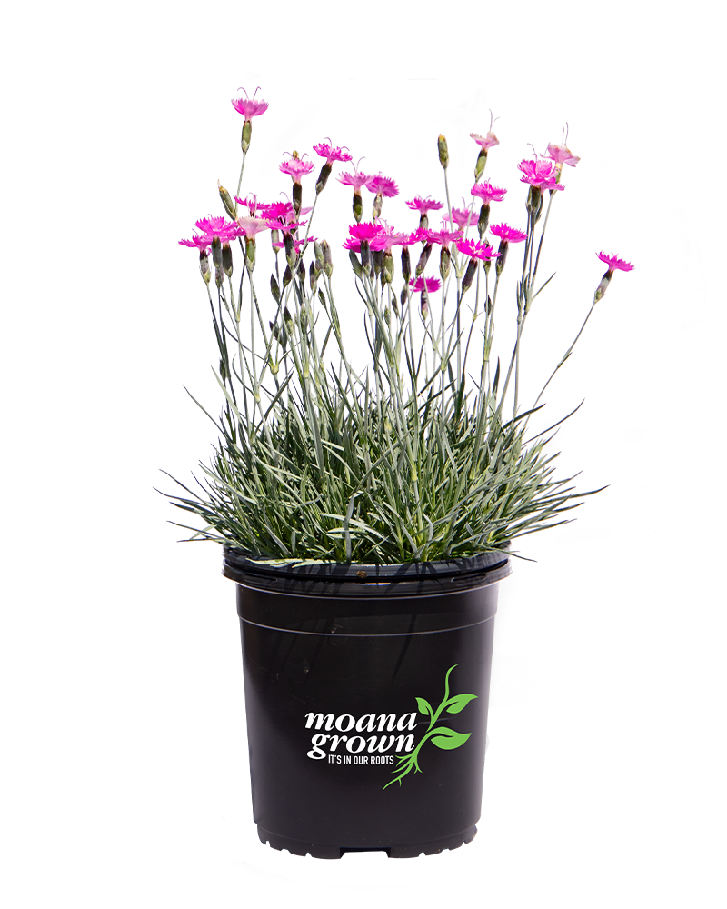 Firewitch Pinks #1<br><i>Dianthus gratianopolitanus Firewitch</br></i>