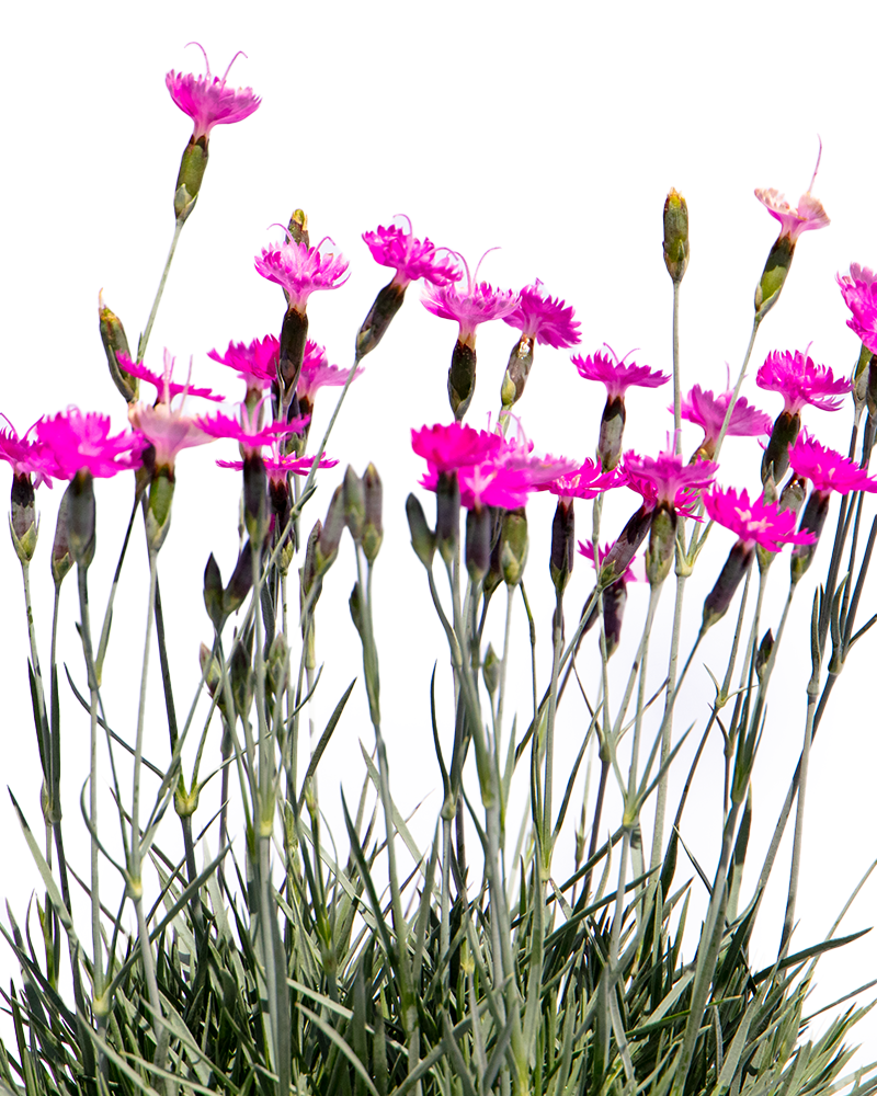 Firewitch Pinks #1<br><i>Dianthus gratianopolitanus Firewitch</br></i>