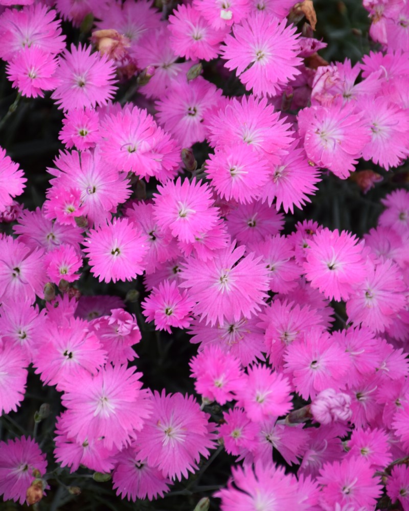 Firewitch Pinks #1<br><i>Dianthus gratianopolitanus Firewitch</br></i>