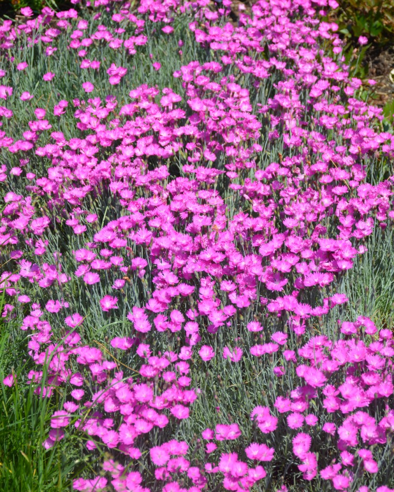 Firewitch Pinks #1<br><i>Dianthus gratianopolitanus Firewitch</br></i>