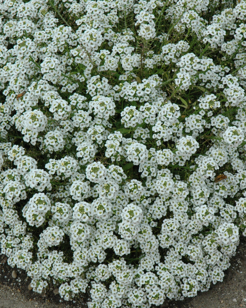 Clear Crystal White Sweet Alyssum 4\"<br><i>Lobularia maritima \'Clear Crystal White\'</br></i>