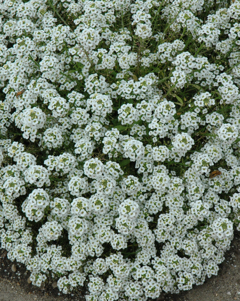 Alyssum Clear Crystal White 6 Pack