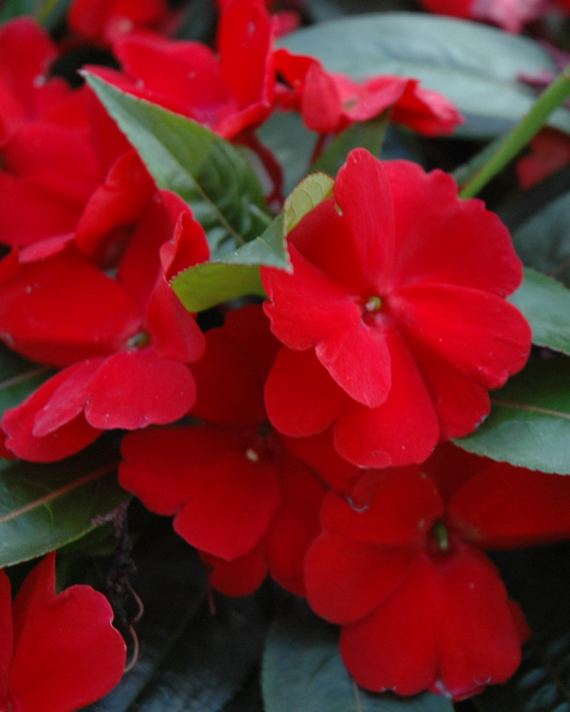 Celebration Deep Red New Guinea Impatiens 4"<br><i>Impatiens hawkeri 'BFP-523 Deep Red'</br></i>