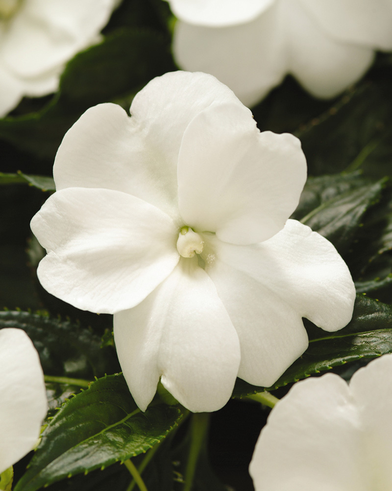 Impatiens New Guinea Celebration White 4"