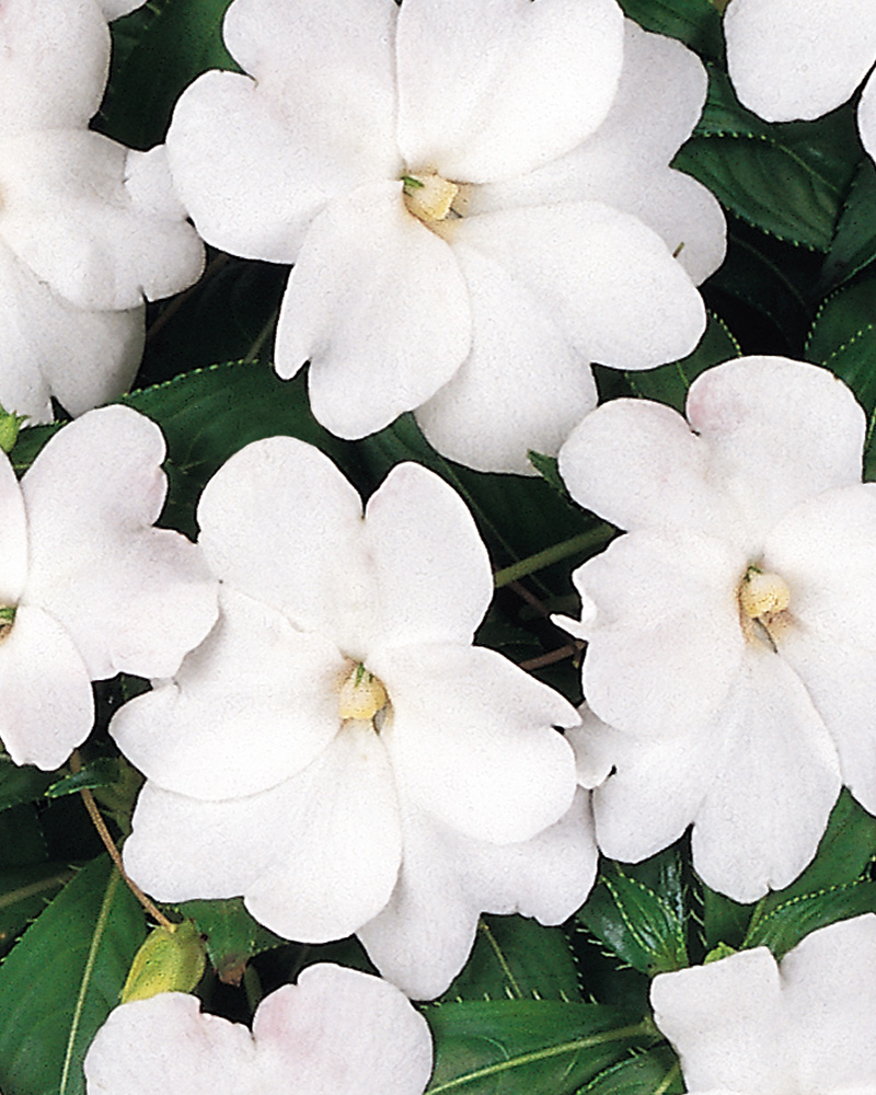 Impatiens New Guinea Celebration White 4\"