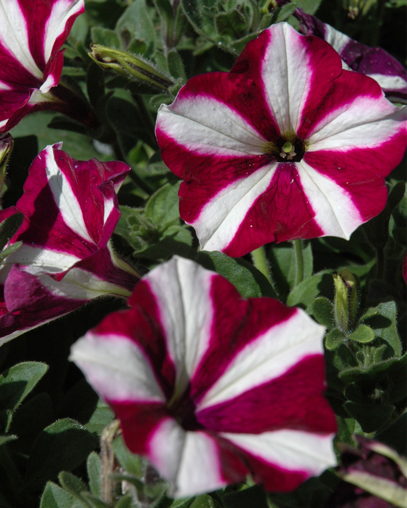 Petunia Easy Wave Burgundy Star 4"