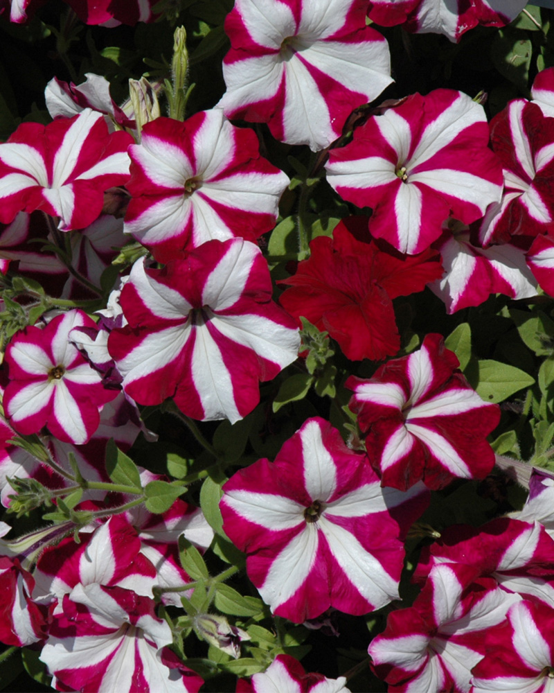 Petunia Easy Wave Burgundy Star 4\"