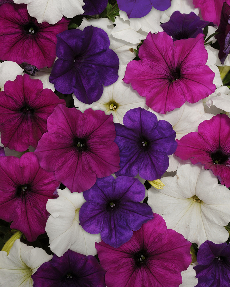 Petunia Easy Wave Great Lakes Mix 4"