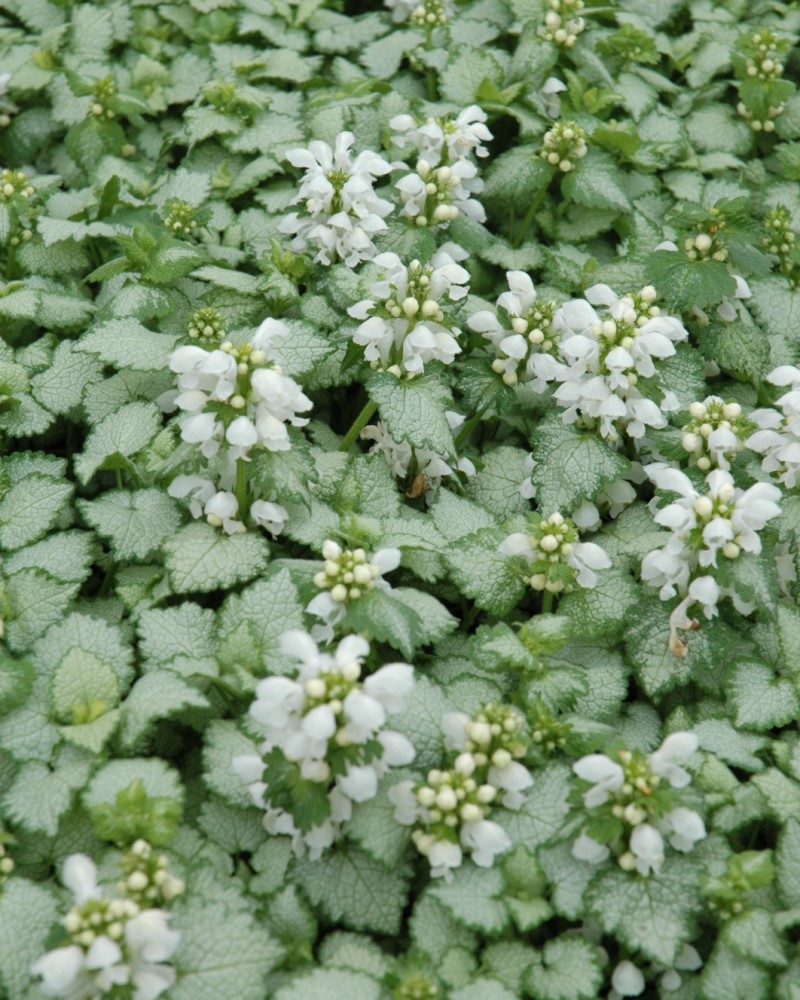 White Nancy Spotted Dead Nettle #1<br><i>Lamium maculatum \'White Nancy\'</br></i>