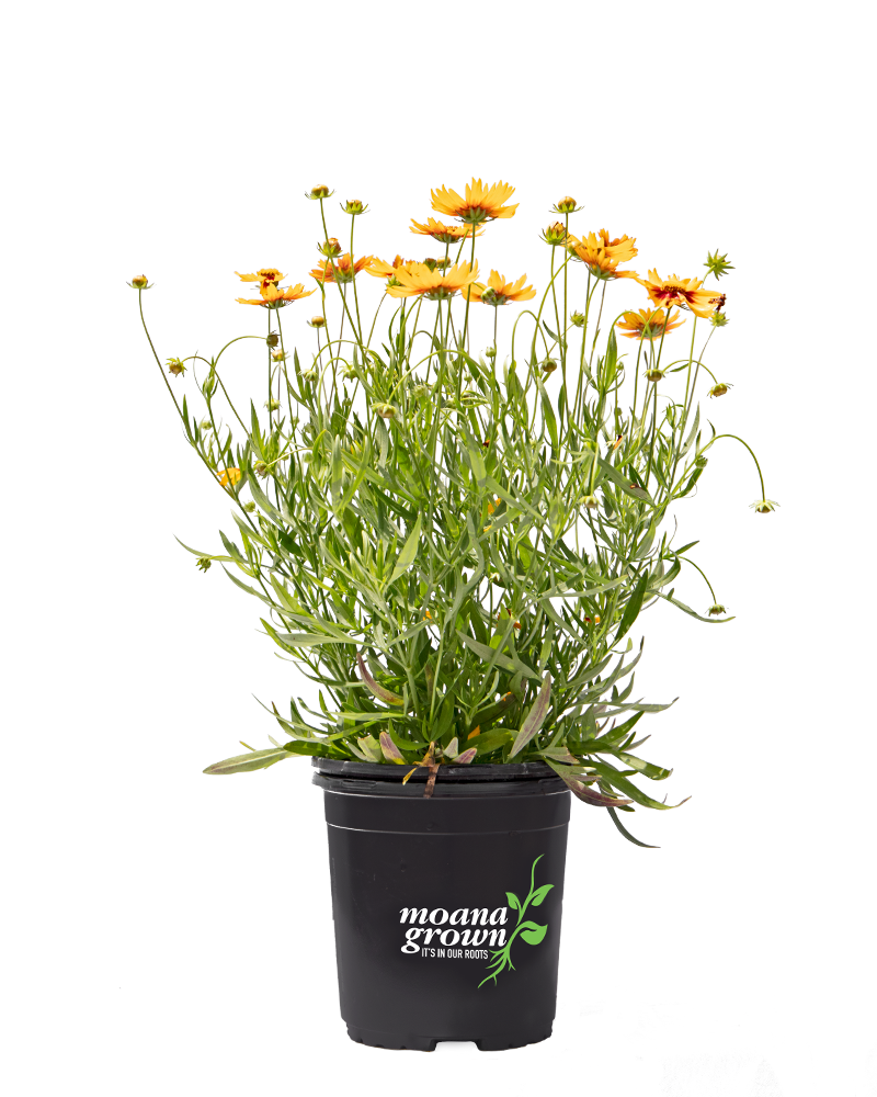 Daybreak Tickseed #1<br><i>Coreopsis Daybreak</br></i>