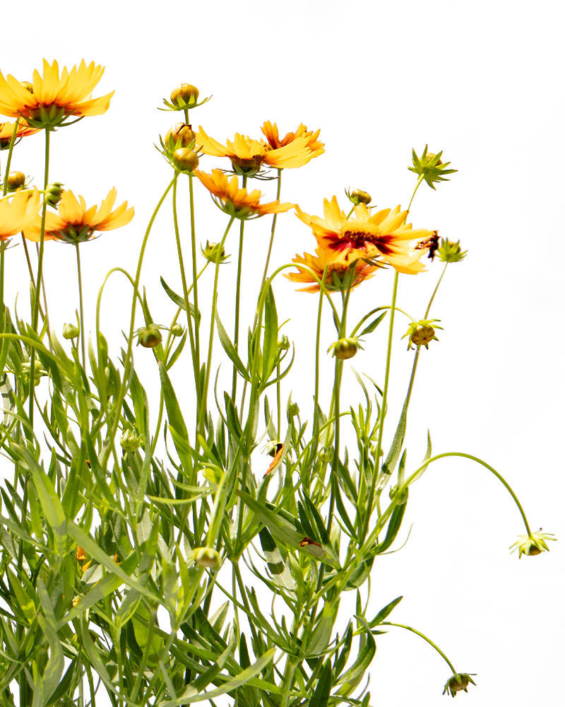 Daybreak Tickseed #1<br><i>Coreopsis Daybreak</br></i>