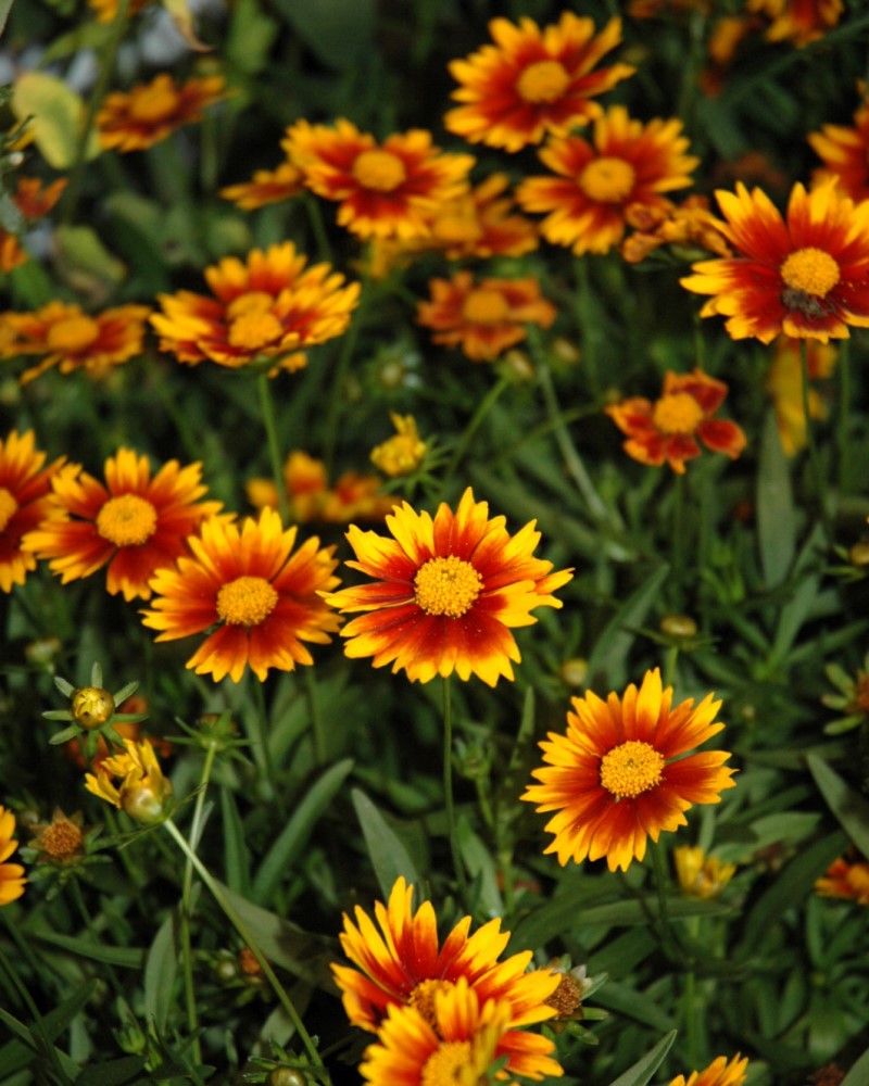 Daybreak Tickseed #1<br><i>Coreopsis Daybreak</br></i>