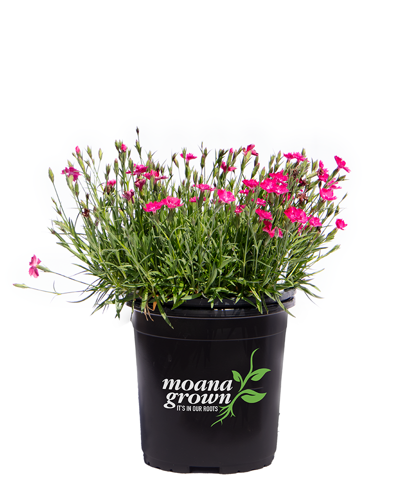 Kahori® Scarlet Pinks #1<br><i>Dianthus Kahori Scarlet</br></i>