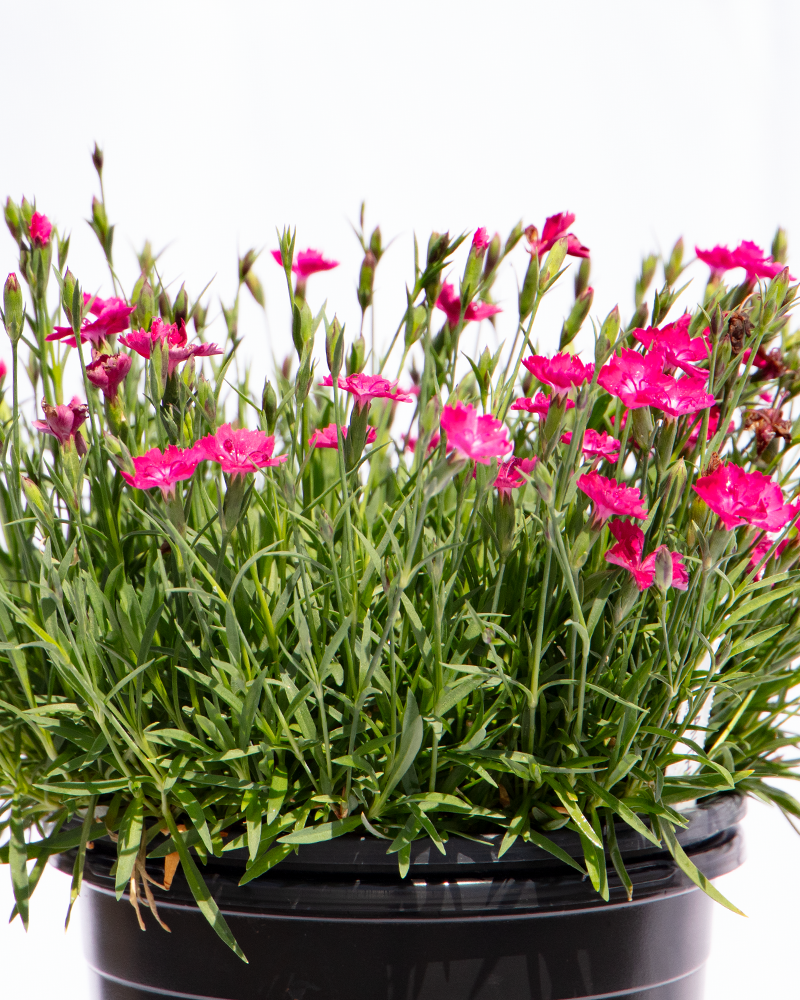 Kahori® Scarlet Pinks #1<br><i>Dianthus Kahori Scarlet</br></i>