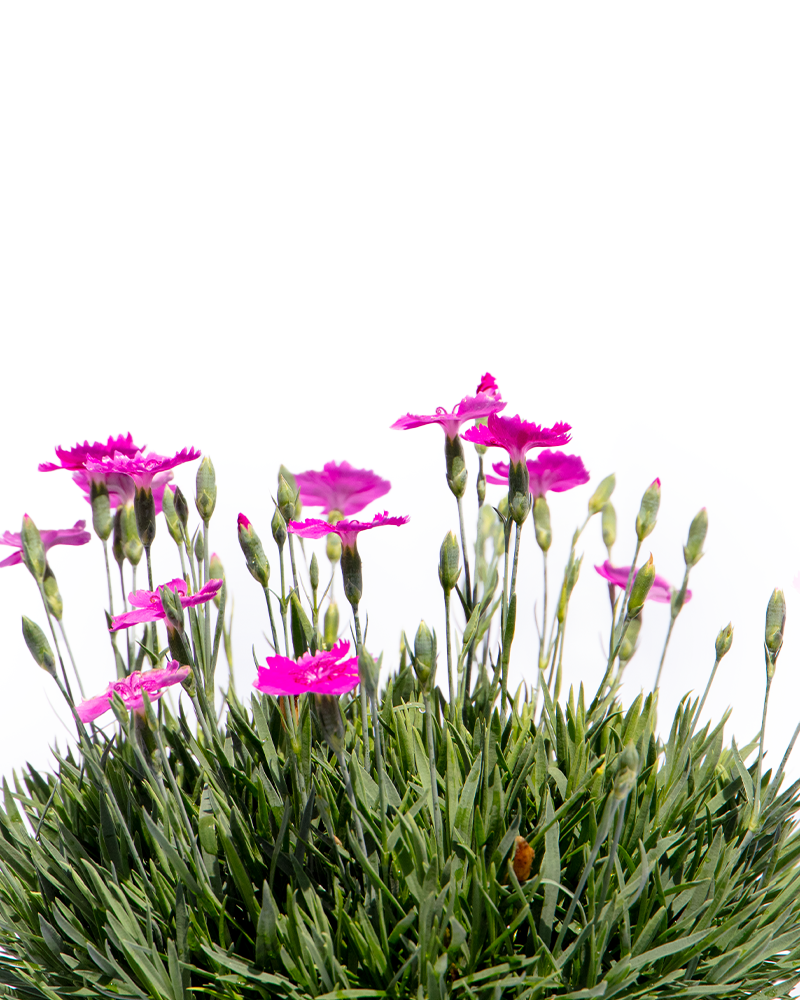 Neon Star Pinks #1<br><i>Dianthus Neon Star</br></i>