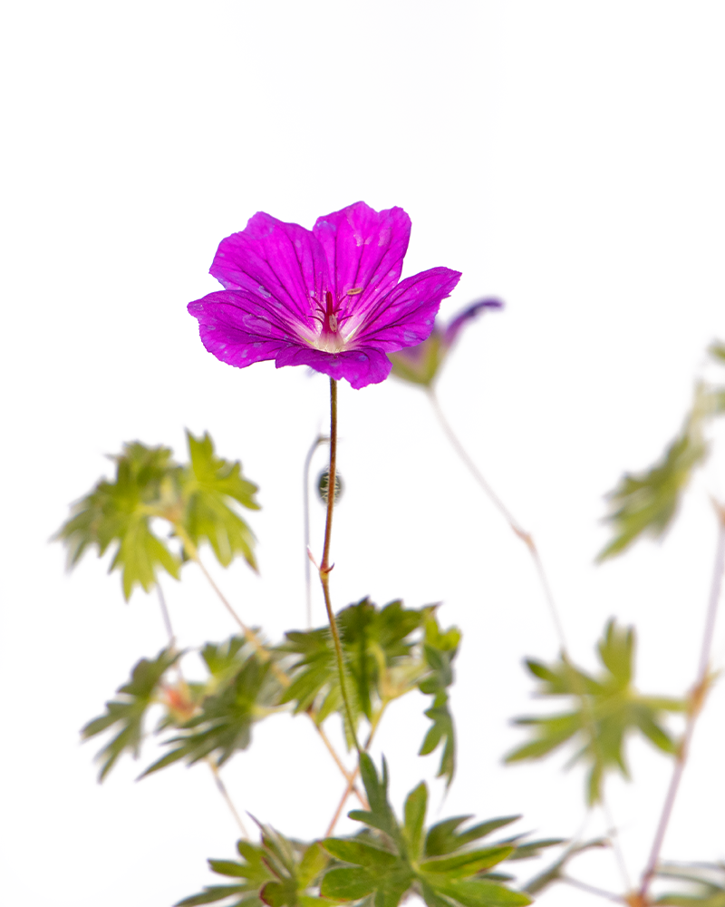 Tiny Monster Cranesbill #1<br><i>Geranium Tiny Monster</br></i>