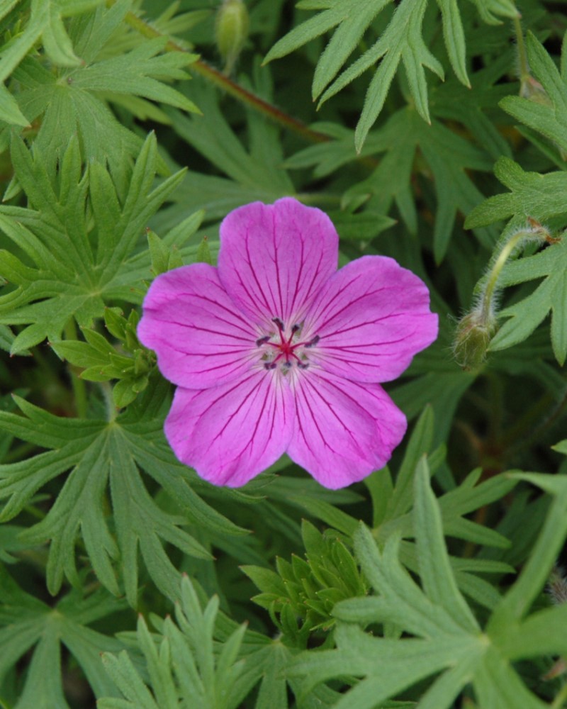 Tiny Monster Cranesbill #1<br><i>Geranium Tiny Monster</br></i>