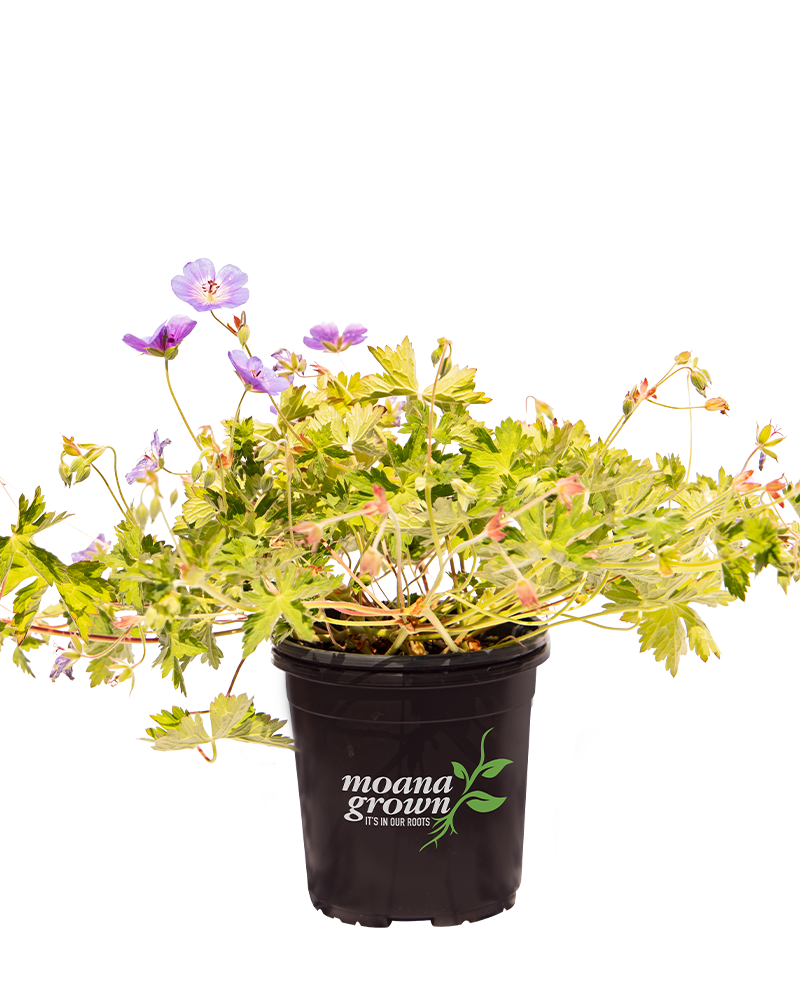 Rozanne Cranesbill #1<br><i>Geranium Rozanne</br></i>