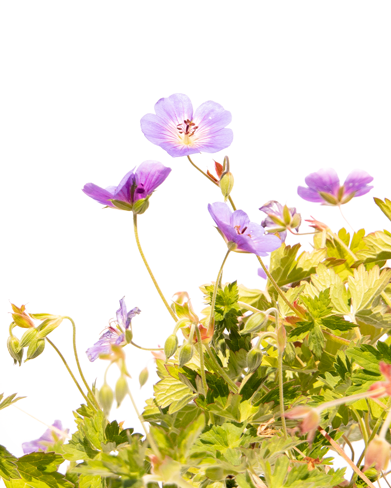 Rozanne Cranesbill #1<br><i>Geranium Rozanne</br></i>