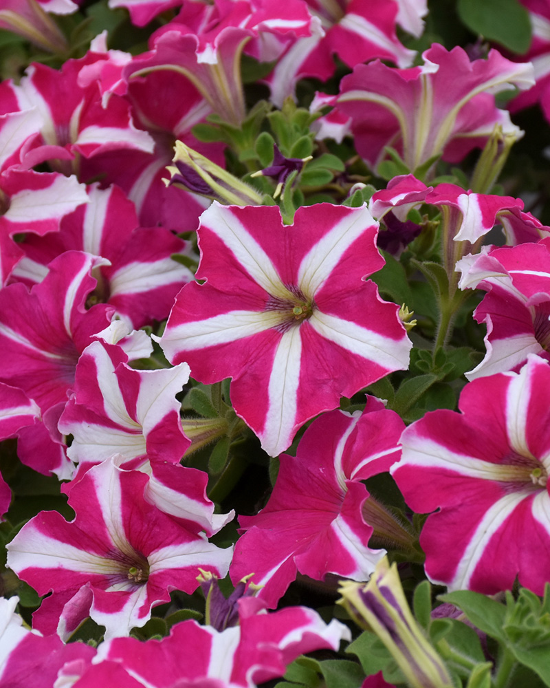 Hurrah Rose Star Petunia 4"<br><i>Petunia 'Hurrah Rose Star'</br></i>