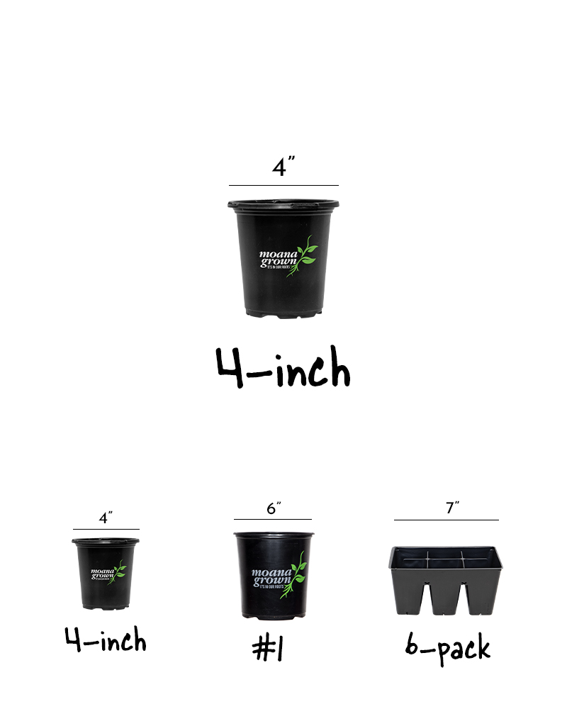 Hurrah� Rose Star Petunia 4\"<br><i>Petunia \'Hurrah Rose Star\'</br></i>