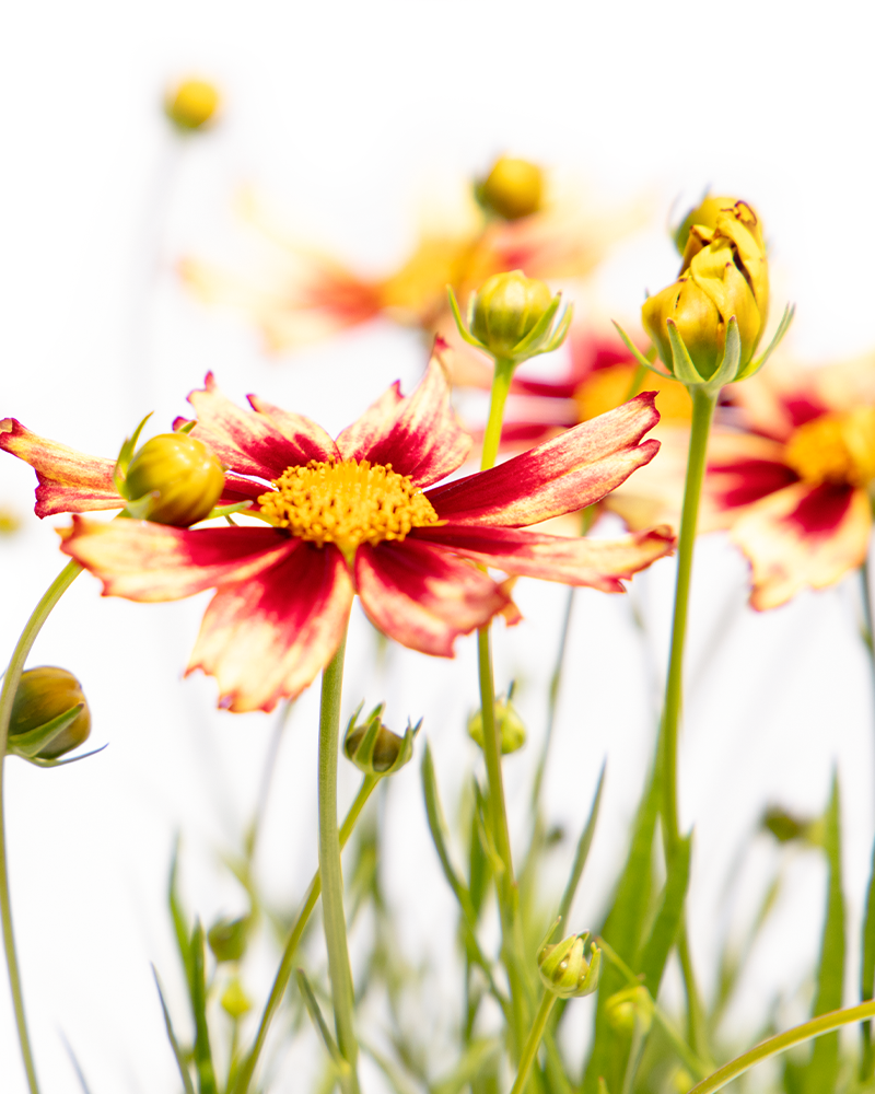 Starlight Tickseed #1<br><i>Coreopsis Starlight</br></i>