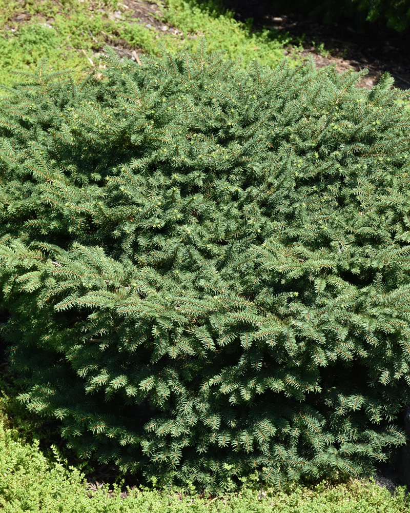 Birds Nest Spruce #3<br><i>Picea abies Nidiformis</br></i>