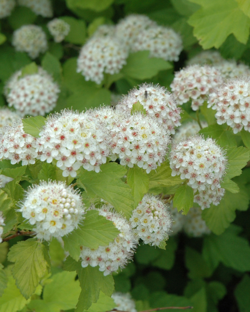 Dart's Gold Ninebark #3<br><i>Physocarpus opulifolius 'Dart's Gold'</br></i>