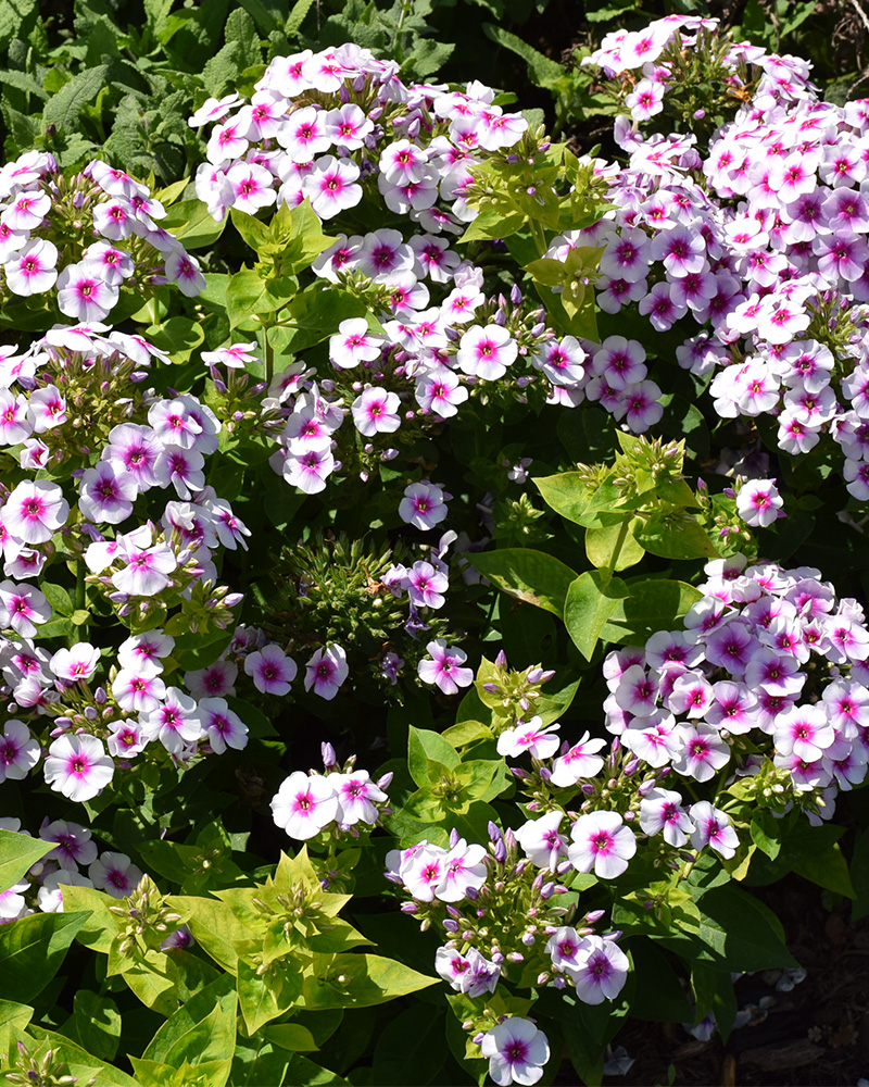 Ka-Pow® White Bicolor Garden Phlox #1<br><i>Phlox paniculata Balkapowibi</br></i>