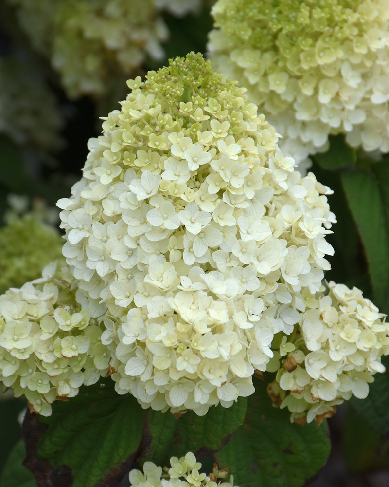 Little Hottie® Hydrangea #5<br><i>Hydrangea paniculata 'Little Hottie®'</br></i>