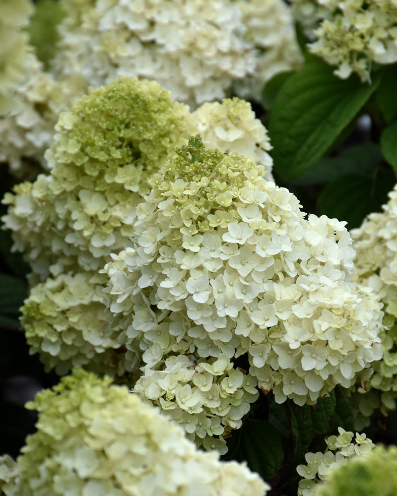 Little Hottie® Hydrangea #5<br><i>Hydrangea paniculata \'Little Hottie®\'</br></i>